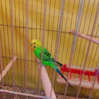 مرغ عشق روانسر