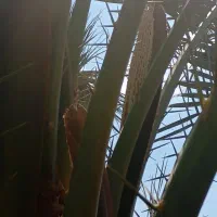 درخت بو میدهم درخدمتم