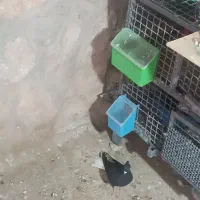 کبوتر دم سفید|پرنده|سیروان, |دیوار