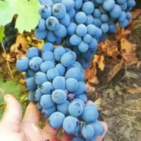 انگور سردشتی درجه یک موجود است