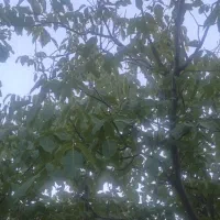 فروش باغ یک هکتار نیم|فروش زمین و ملک کلنگی|موچش, |دیوار