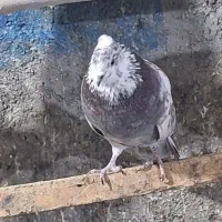 کفتر پرشی درجه یک بی عیب باضمانت|پرنده|مبارکه, |دیوار