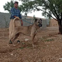 سگ سرابی اصیل