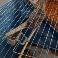 عروس هلندی جفت خوش رنگ