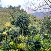 فروش گل کاملیا، ونعنایی ،پایه مورد،|گل و گیاه طبیعی|چابکسر, |دیوار