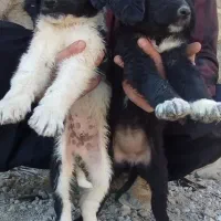 جفت توله نر و ماده قدرجونی قهدریجانی