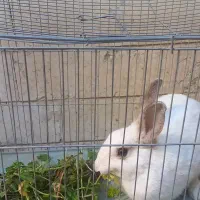 خرگوش|موش و خرگوش|کرج, چهارصد دستگاه|دیوار