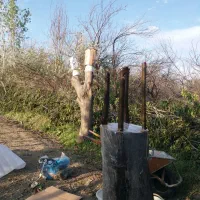 فروش نهال بادام گردو انگور|خدمات باغبانی و درختکاری|ارومیه, |دیوار