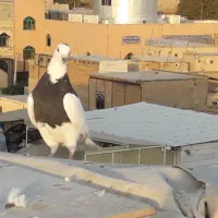 دانه ۴۰۰|پرنده|الوند, |دیوار