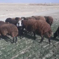 قوچ مهربانی