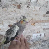 عروس هلندی|پرنده|شهریار, شهریار|دیوار