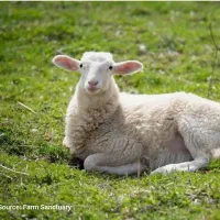 قصاب در محل