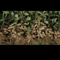 سرکار گرهستم دنبال کار در مزرعه بادام زمینی هستم