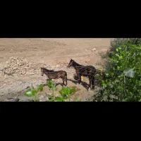 اسب|اسب و تجهیزات اسب‌سواری|کوهدشت, |دیوار