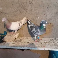 کبوتر کله سیاه