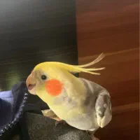 عروس هلندی مولد|پرنده|مبارکه, |دیوار