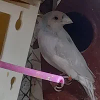 فنج گلدین رنگ کم یاب|پرنده|عجب شیر, |دیوار