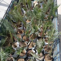 فروش انواع پاجوش