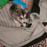 واگذاری توله هاسکی نر