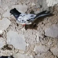 فروشی|پرنده|مسجد سلیمان, |دیوار