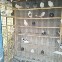 کبوتر|پرنده|کوهدشت, |دیوار