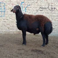 فروش یک راس قوچ افشار اصیل(شیشک)