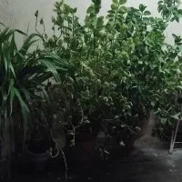 تعدادی گل طبیعی