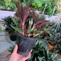 گل زیپلین پاندانوس یخی پتوس|گل و گیاه طبیعی|اصفهان, شاه پسند|دیوار