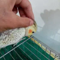 عروس هلندی مرواریدی رام دستیمعاوضه با طوطی کوتوله|پرنده|کرمان, |دیوار