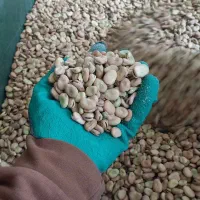 باقالی ناپز  آلرام