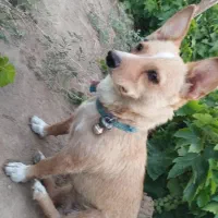 سگ کوچولو قدش 30سانته