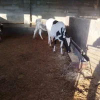 گاو لری|حیوانات مزرعه|کوهدشت, |دیوار