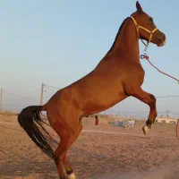 فروش اسب مادیون