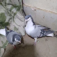 جفت دمگیر|پرنده|خمینیشهر, |دیوار