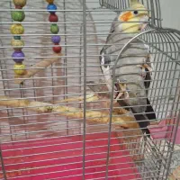 عروس هلندی نر و ماده