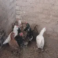 مرغ لری و گلین