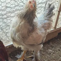 فروش مرغ و خروس