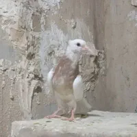 کبوتر|پرنده|مسجد سلیمان, |دیوار