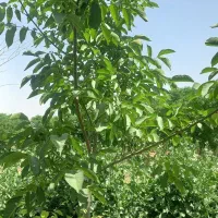 باغچه-500-متری-گلحصار