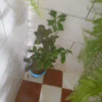 گل سرخس گل