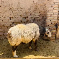 قوچ|حیوانات مزرعه|سیرجان, |دیوار