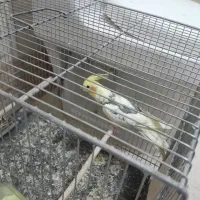 عروس هلندی