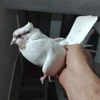 کفتر پرشی دونه ای 320|پرنده|شهریار, رزکان|دیوار