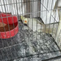 ۳عدد عروس هلندی ماده