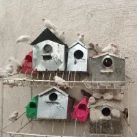 فنچ و لونه فنچ|پرنده|قزوین, |دیوار