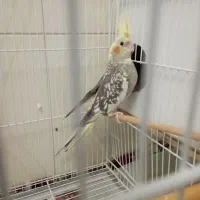 عروس هلندی جفت مولد|پرنده|گنبد کاووس, |دیوار