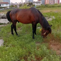 اسب