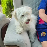 سگ پشمالو بامزه