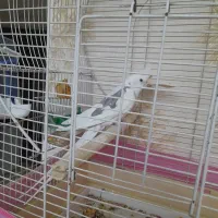 عروس هلندی|پرنده|مشکین‌دشت, |دیوار