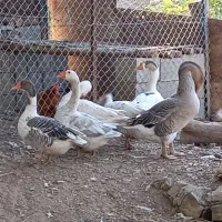 غاز محلی  یکی قوغاز|حیوانات مزرعه|نمشیر, |دیوار